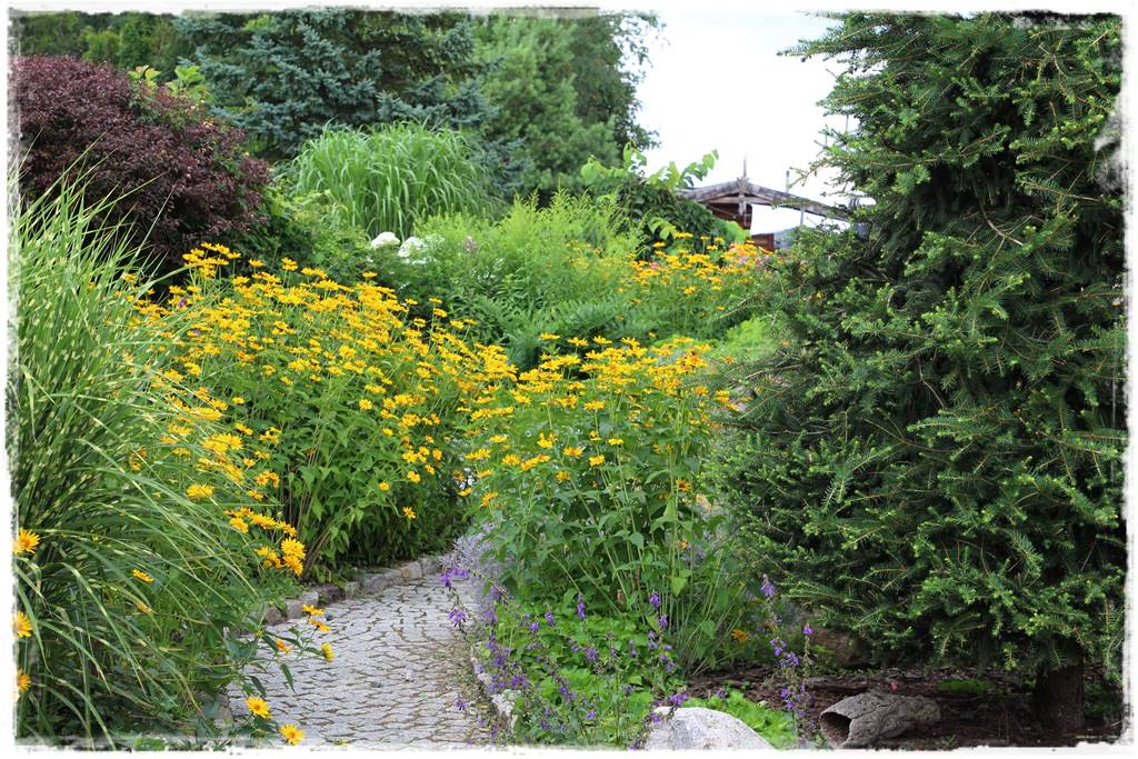 Gdzie posadzić choinkę po świętach 73 Gdzie posadzić choinkę po świętach 73