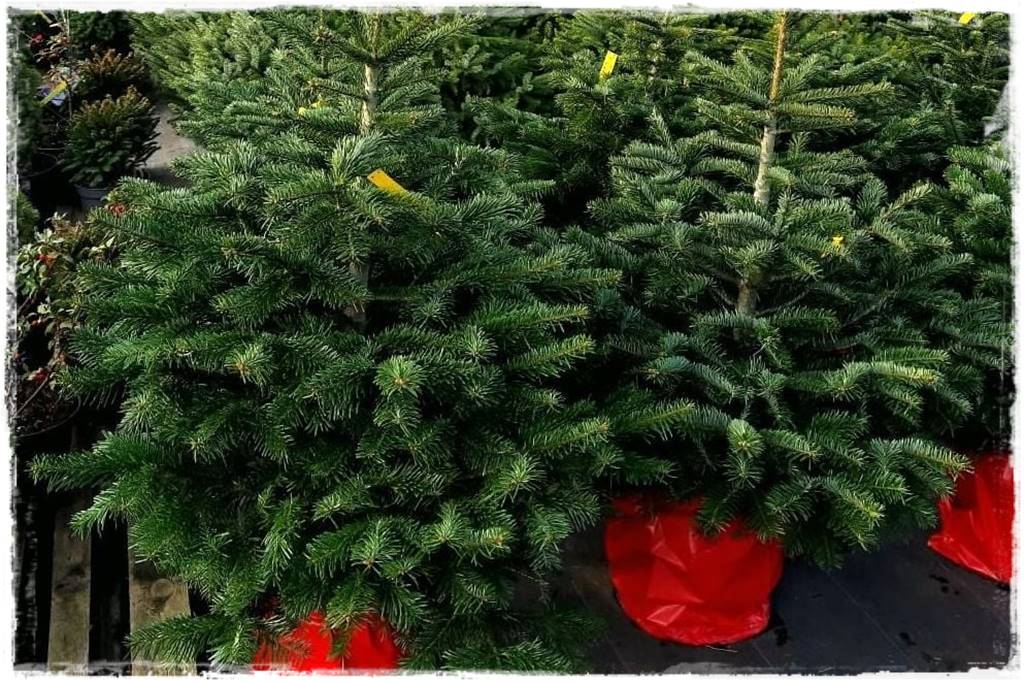 Gdzie posadzić choinkę po świętach 8 Gdzie posadzić choinkę po świętach 8