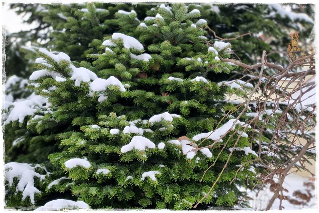 Gdzie posadzić choinkę po świętach 9 Gdzie posadzić choinkę po świętach 9