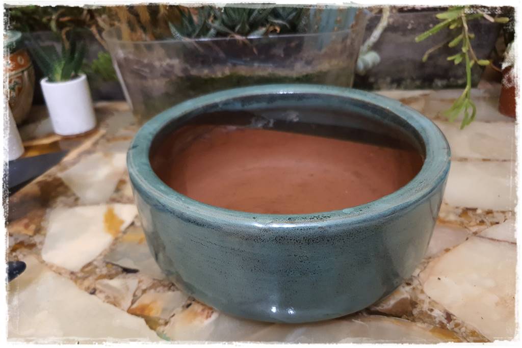 Jak przesadzić kaktusa 29