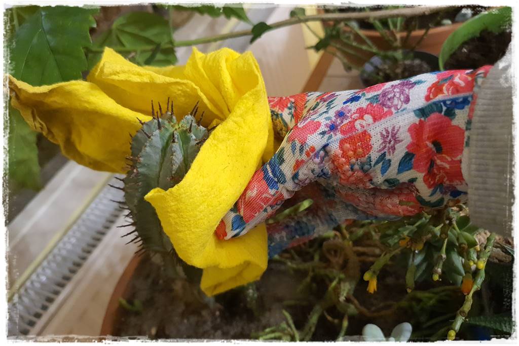 Jak przesadzić kaktusa 48