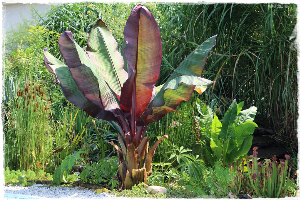 Najciekawsze ogrodowe inspiracje sezonu 27 Najciekawsze ogrodowe inspiracje sezonu 27