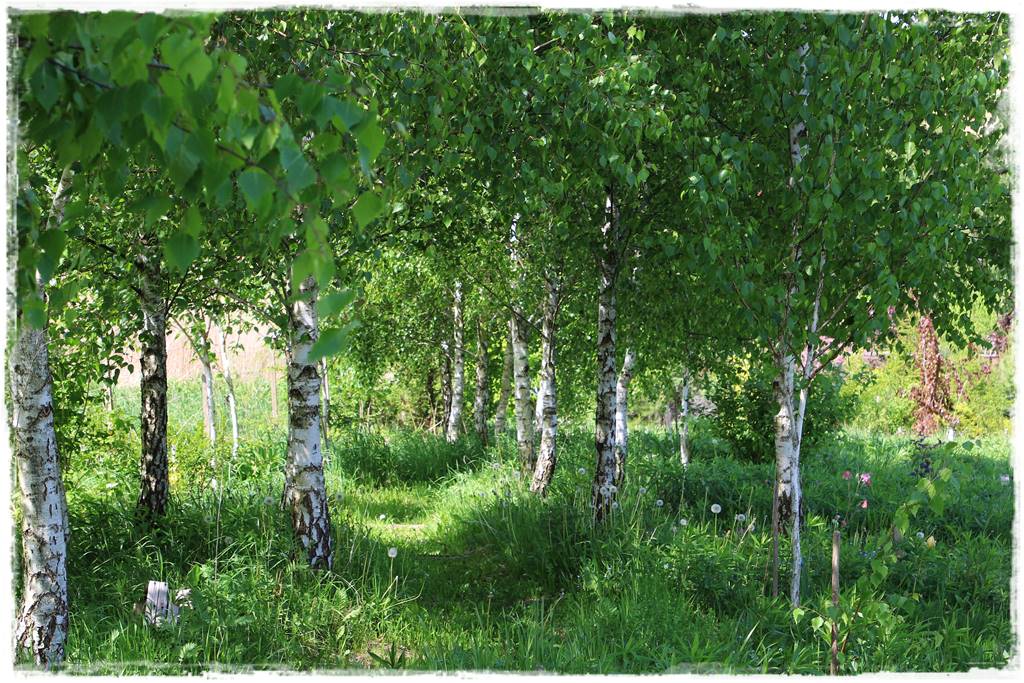 Najciekawsze ogrodowe inspiracje sezonu 36 Najciekawsze ogrodowe inspiracje sezonu 36