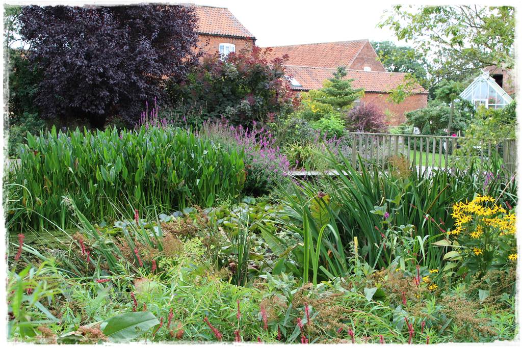 Rośliny do oczka wodnego 52