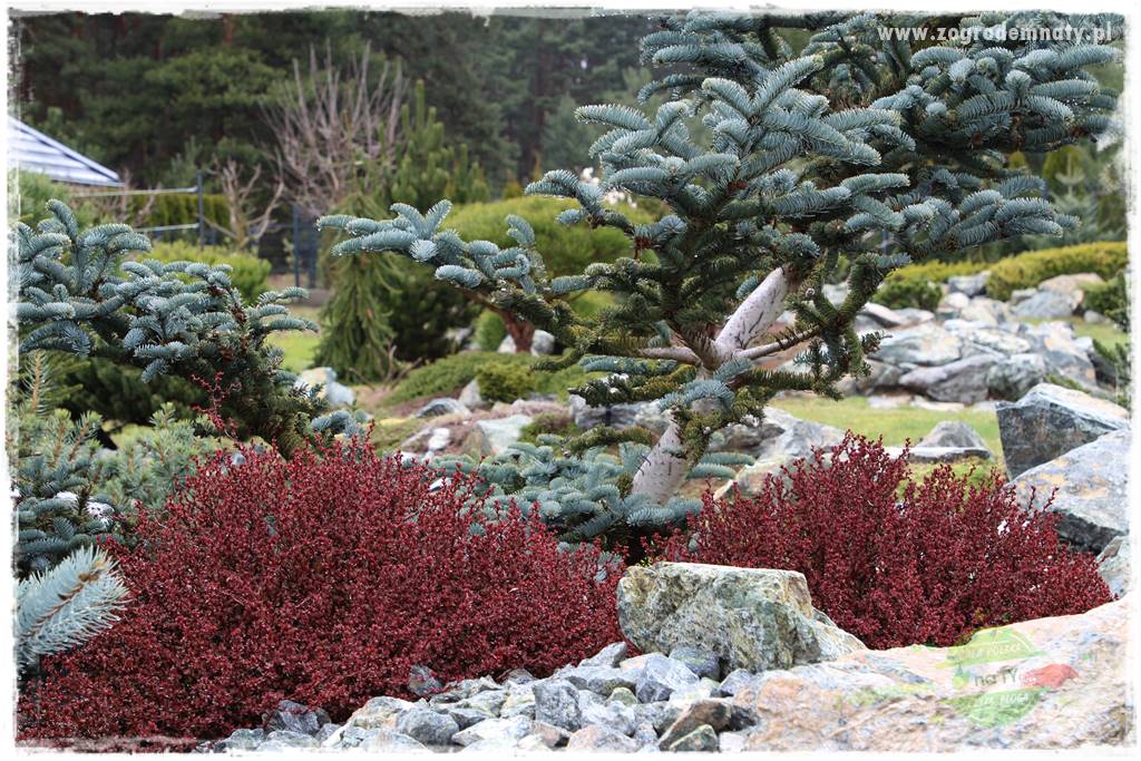 Zielony kamień w ogrodzie 25 Zielony kamień w ogrodzie 25