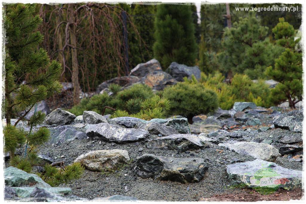 Zielony kamień w ogrodzie 31 Zielony kamień w ogrodzie 31