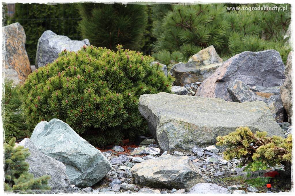 Zielony kamień w ogrodzie 32 Zielony kamień w ogrodzie 32