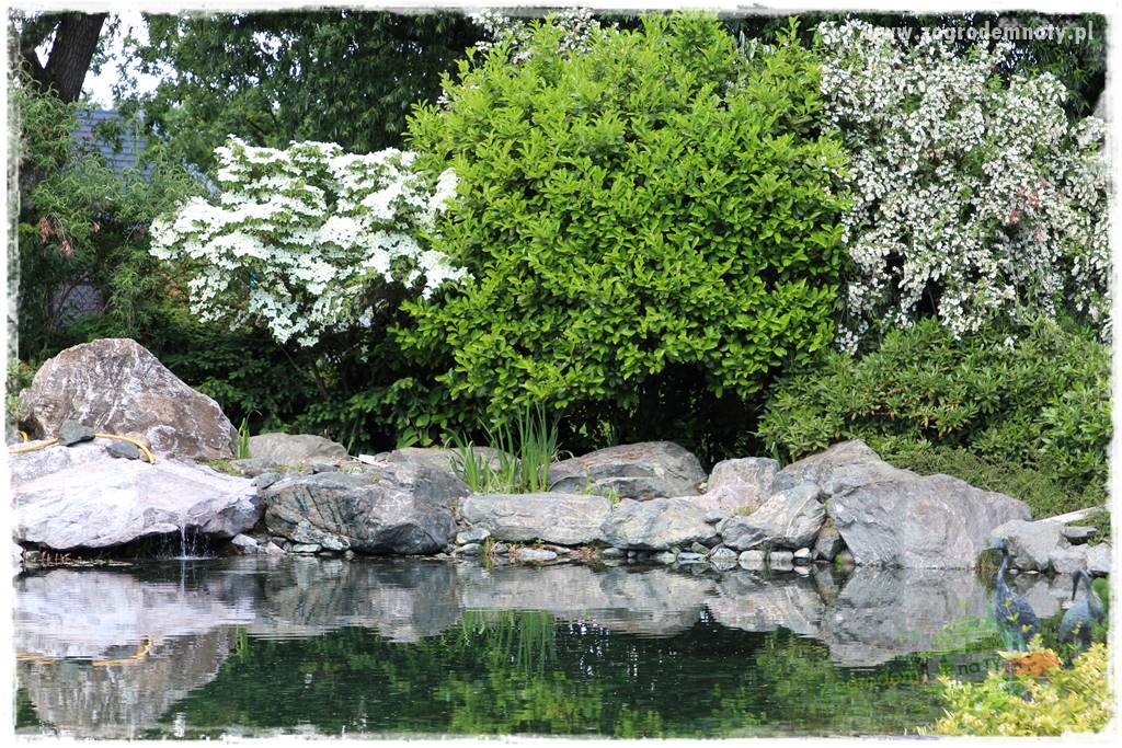 Zielony kamień w ogrodzie 43 Zielony kamień w ogrodzie 43