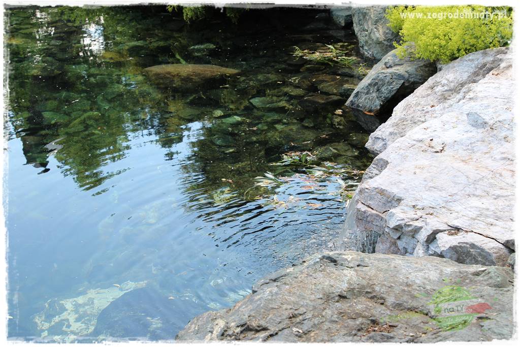 Zielony kamień w ogrodzie 47 Zielony kamień w ogrodzie 47