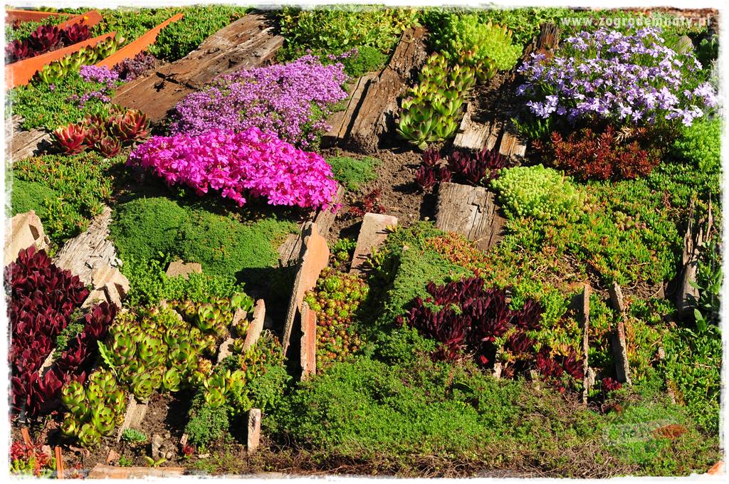 Zielony kamień w ogrodzie 51 Zielony kamień w ogrodzie 51