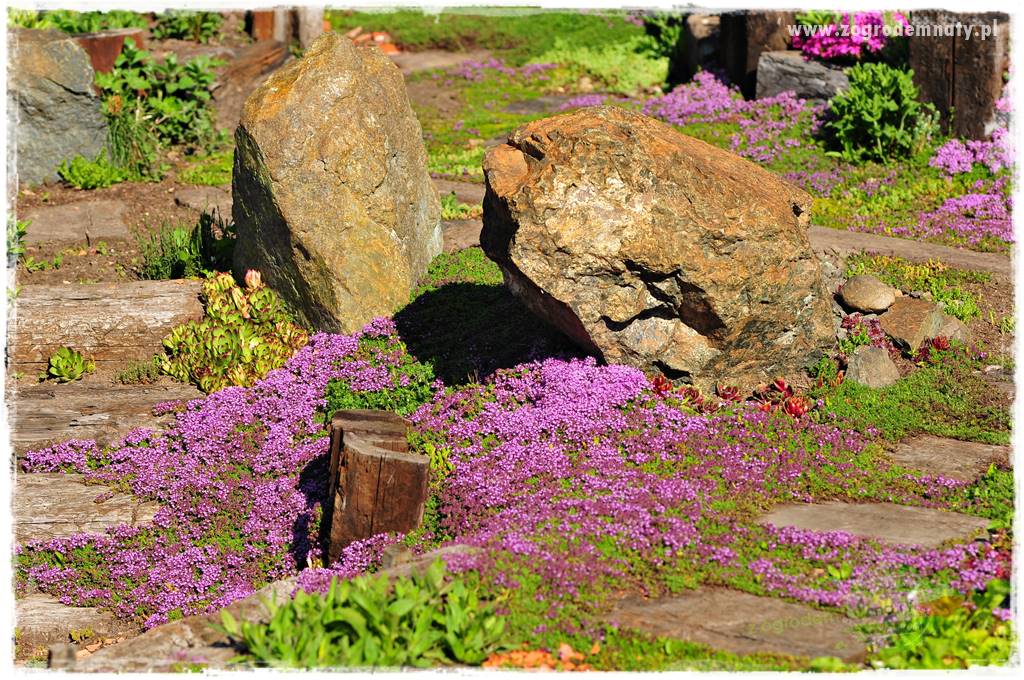 Zielony kamień w ogrodzie 55 Zielony kamień w ogrodzie 55