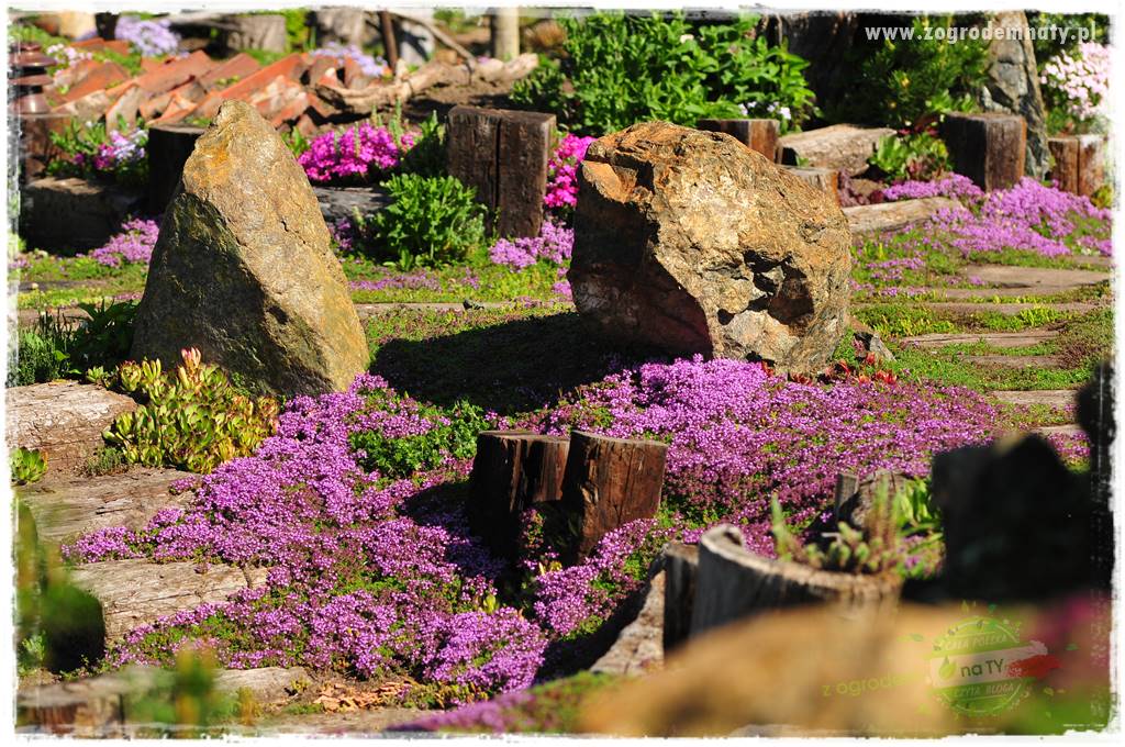 Zielony kamień w ogrodzie 59 Zielony kamień w ogrodzie 59