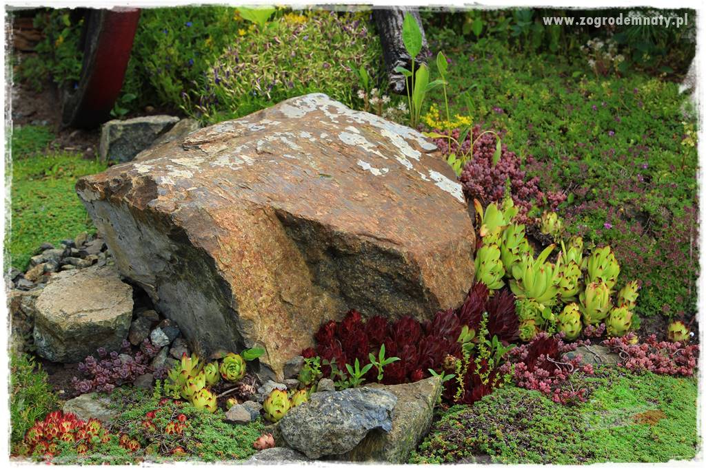 Zielony kamień w ogrodzie 61 Zielony kamień w ogrodzie 61