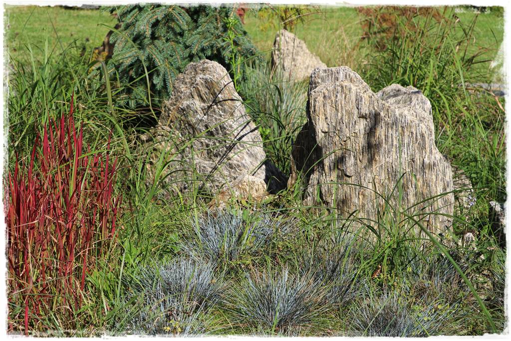 ogródek skalny 10 ogródek skalny 10