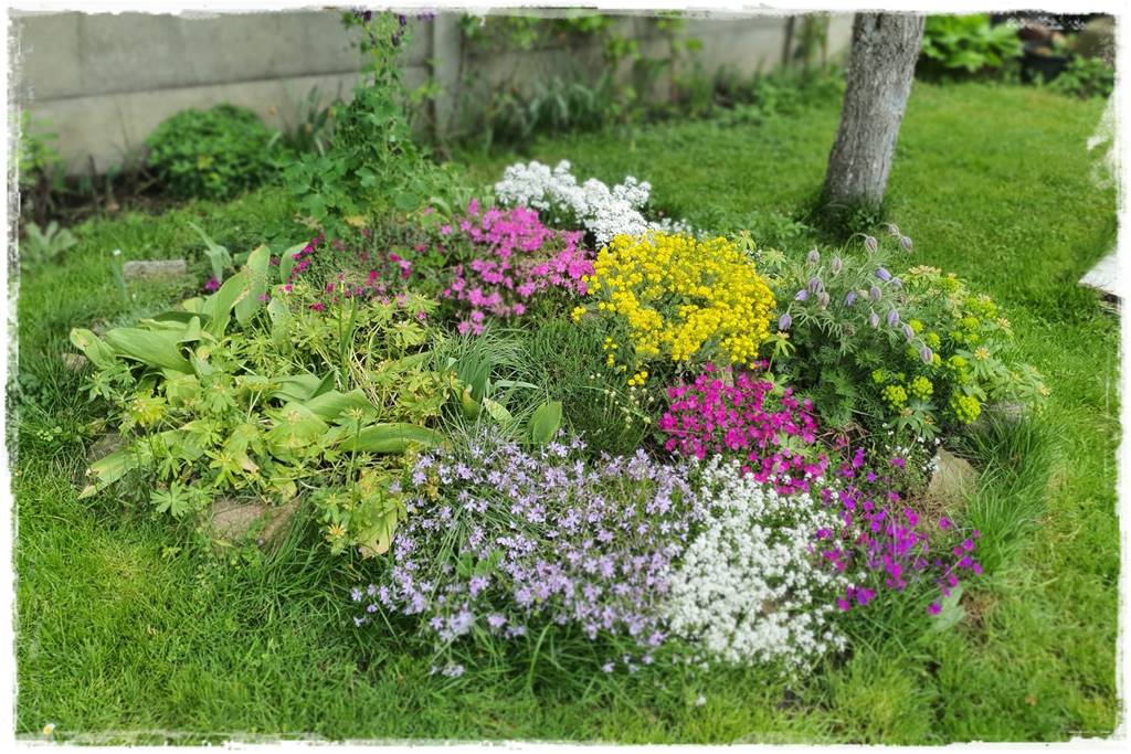 ogródek skalny 11 ogródek skalny 11