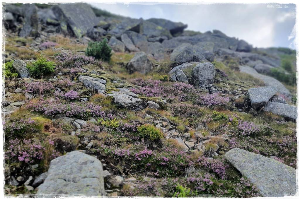 ogródek skalny 12 ogródek skalny 12