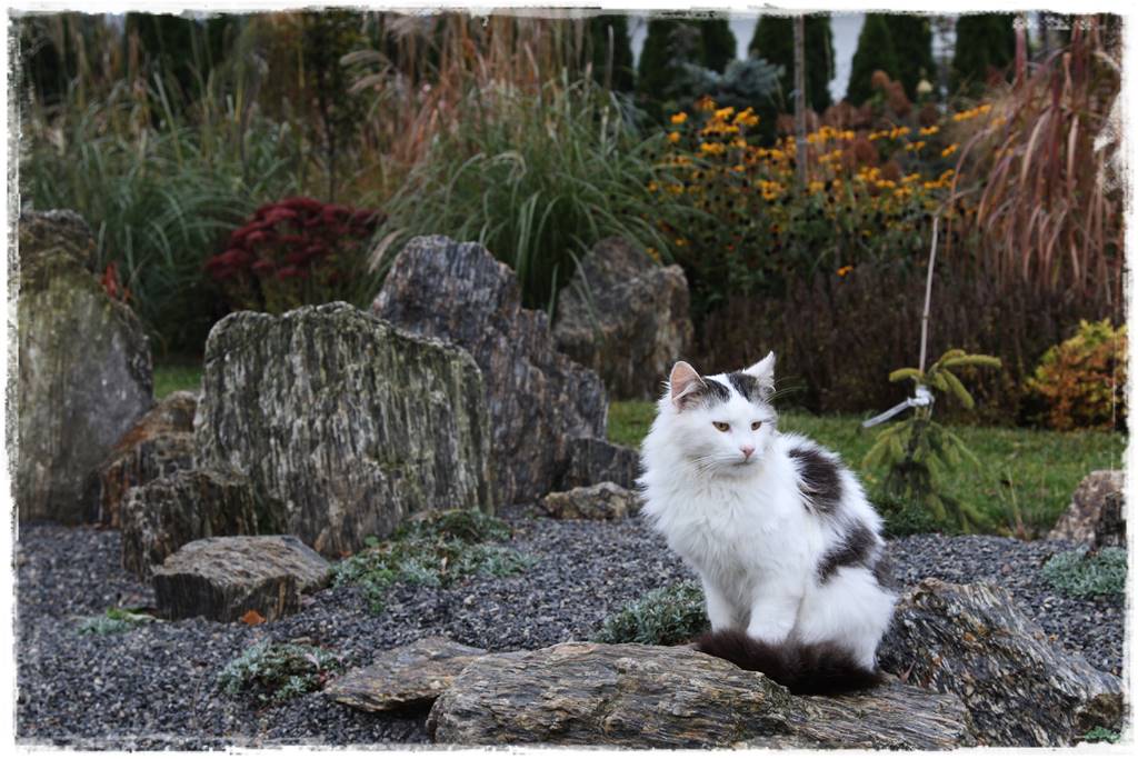 ogródek skalny 15 ogródek skalny 15