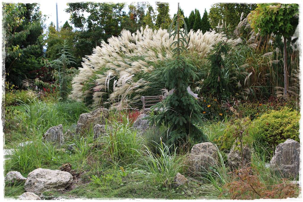 ogródek skalny 31 ogródek skalny 31