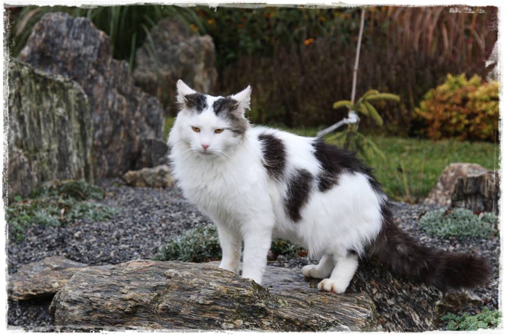 ogródek skalny 36 ogródek skalny 36