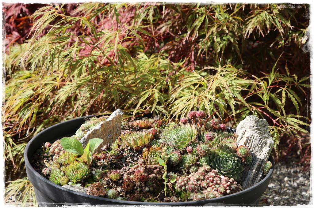 ogródek skalny 41 ogródek skalny 41