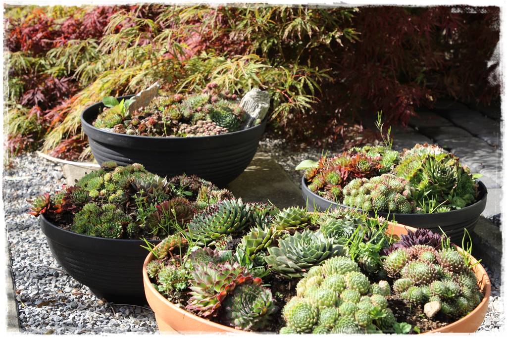 ogródek skalny 42 ogródek skalny 42