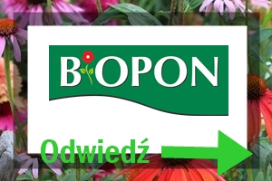 partner postu BLOG bopon partner postu BLOG bopon