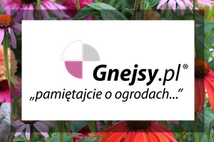 partner postu BLOG gnejsy partner postu BLOG gnejsy