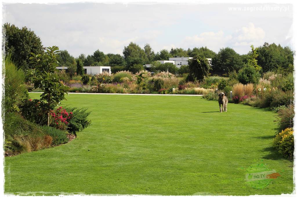 Czy robot koszący ma sens 20 Czy robot koszący ma sens 20