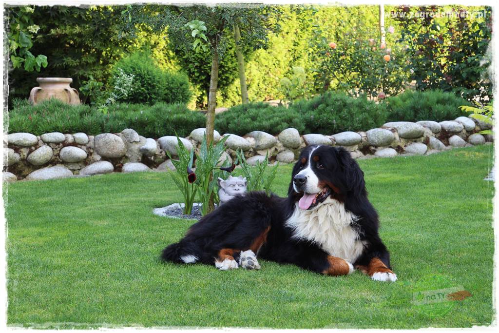 Czy robot koszący ma sens 28 Czy robot koszący ma sens 28