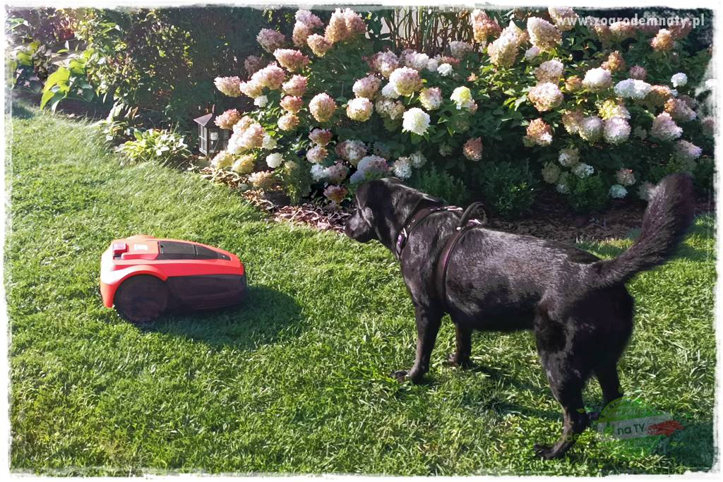 Czy robot koszący ma sens 29 Czy robot koszący ma sens 29