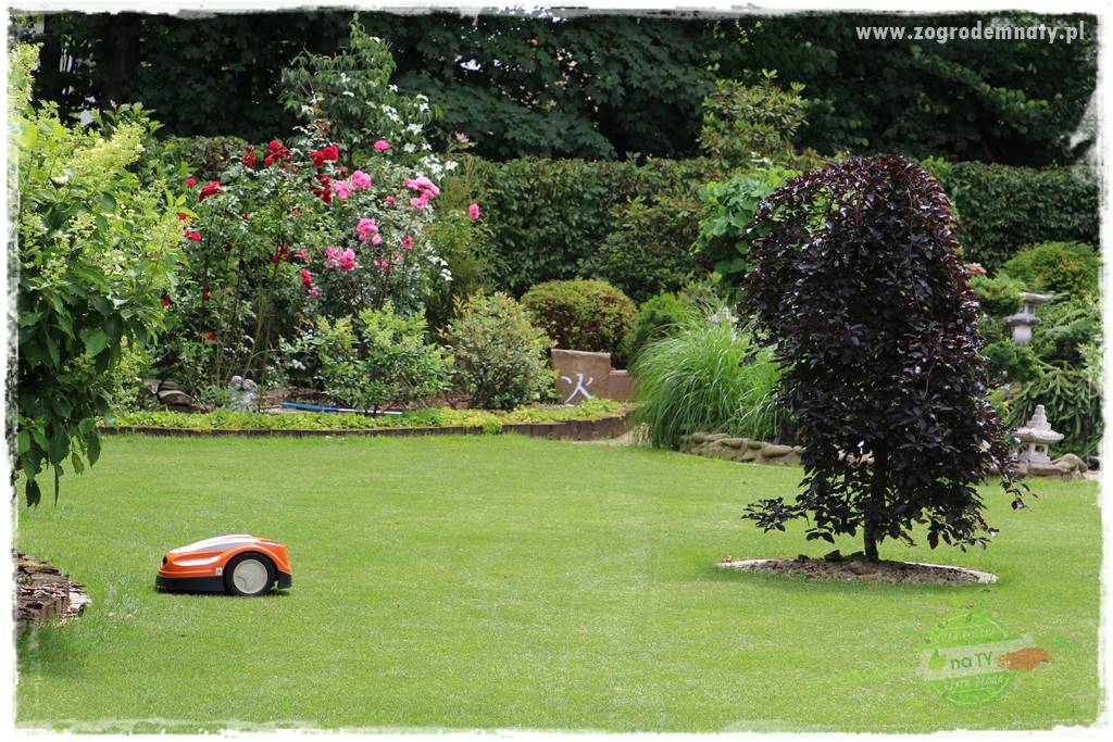 Czy robot koszący ma sens 3 Czy robot koszący ma sens 3