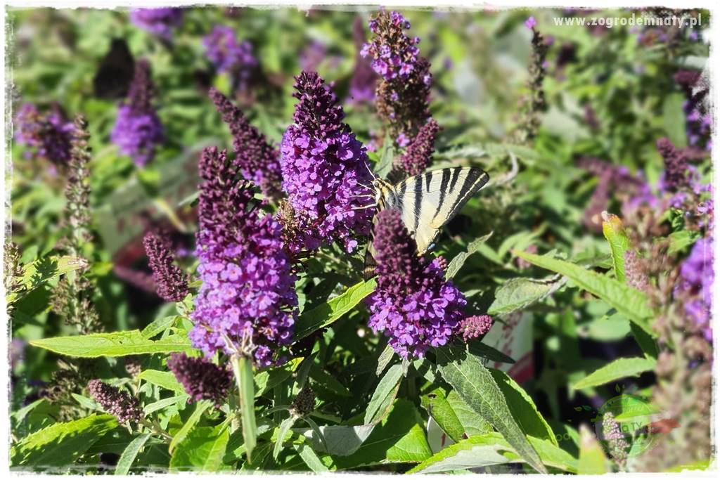 Jak stworzyć ogród ekologiczny 10 Jak stworzyć ogród ekologiczny 10