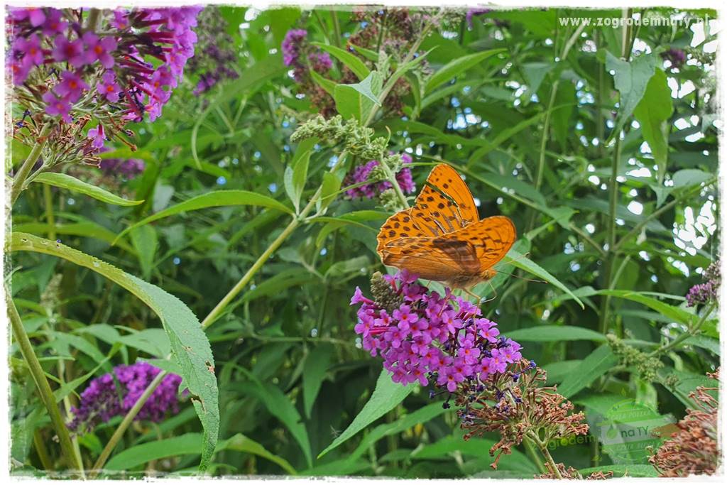 Jak stworzyć ogród ekologiczny 15 Jak stworzyć ogród ekologiczny 15