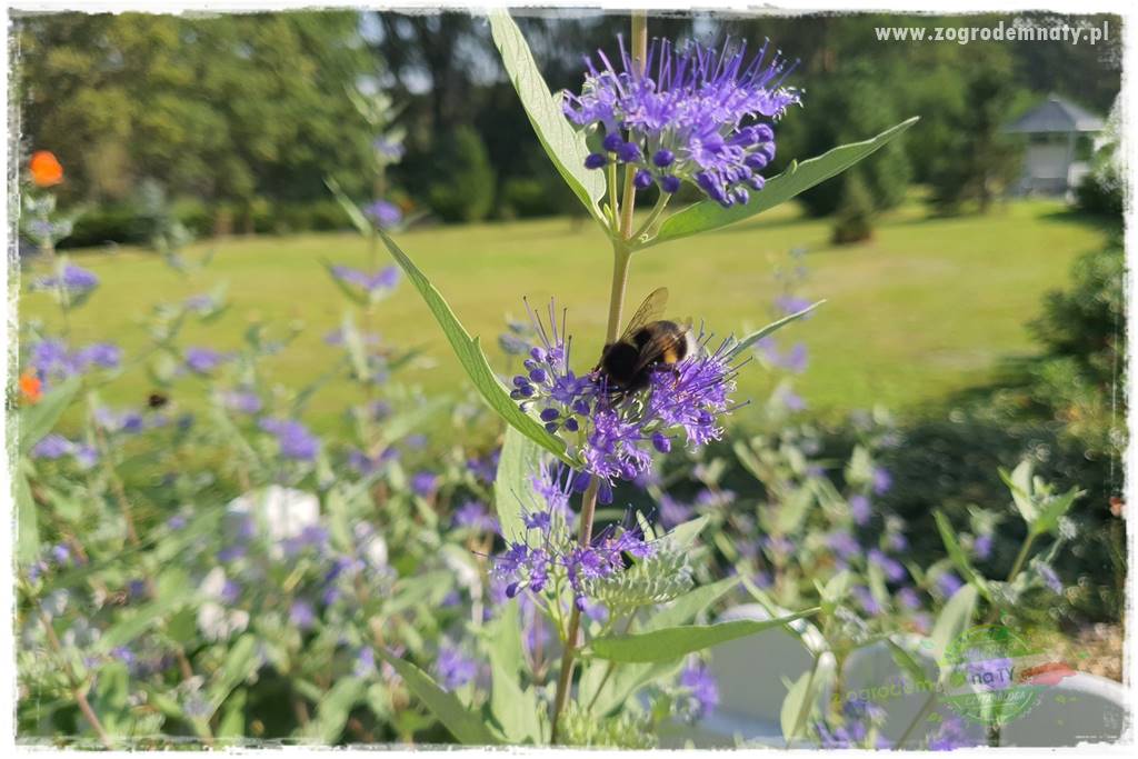 Jak stworzyć ogród ekologiczny 16 Jak stworzyć ogród ekologiczny 16