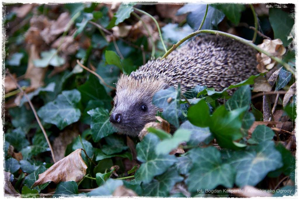 Jak stworzyć ogród ekologiczny 17 Jak stworzyć ogród ekologiczny 17