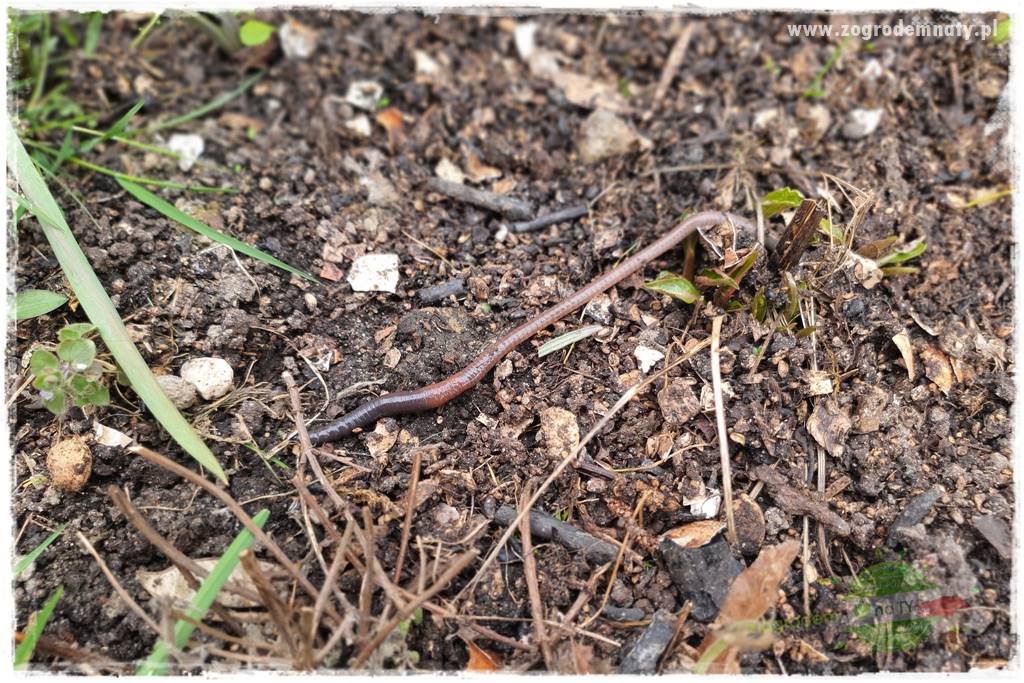 Jak stworzyć ogród ekologiczny 18 Jak stworzyć ogród ekologiczny 18