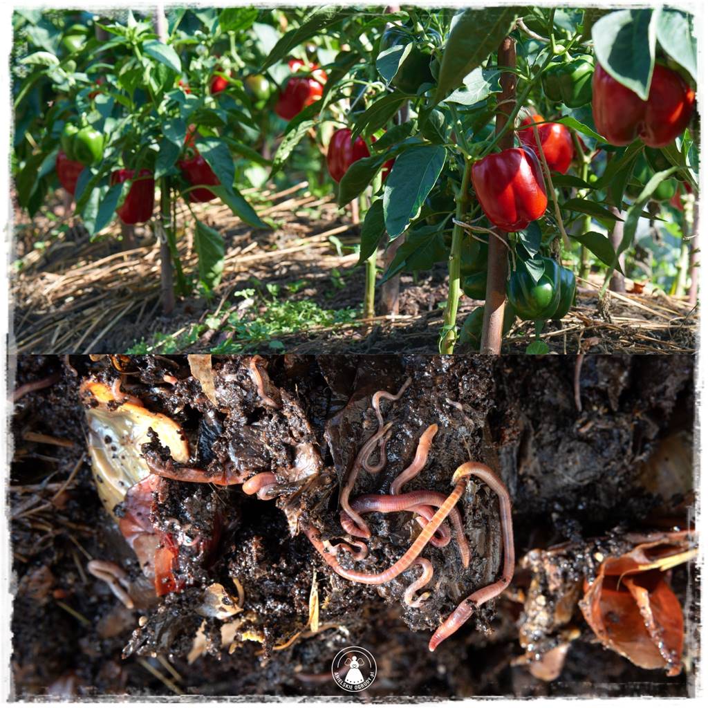 Jak stworzyć ogród ekologiczny 19 Jak stworzyć ogród ekologiczny 19