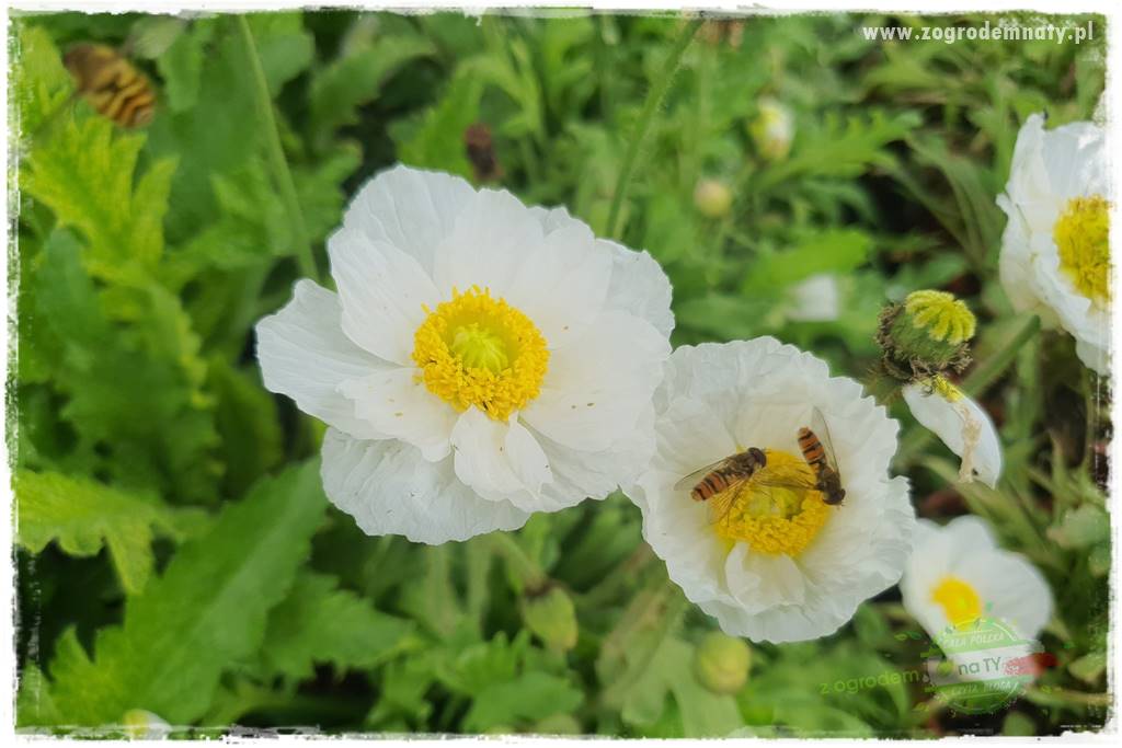 Jak stworzyć ogród ekologiczny 23 Jak stworzyć ogród ekologiczny 23