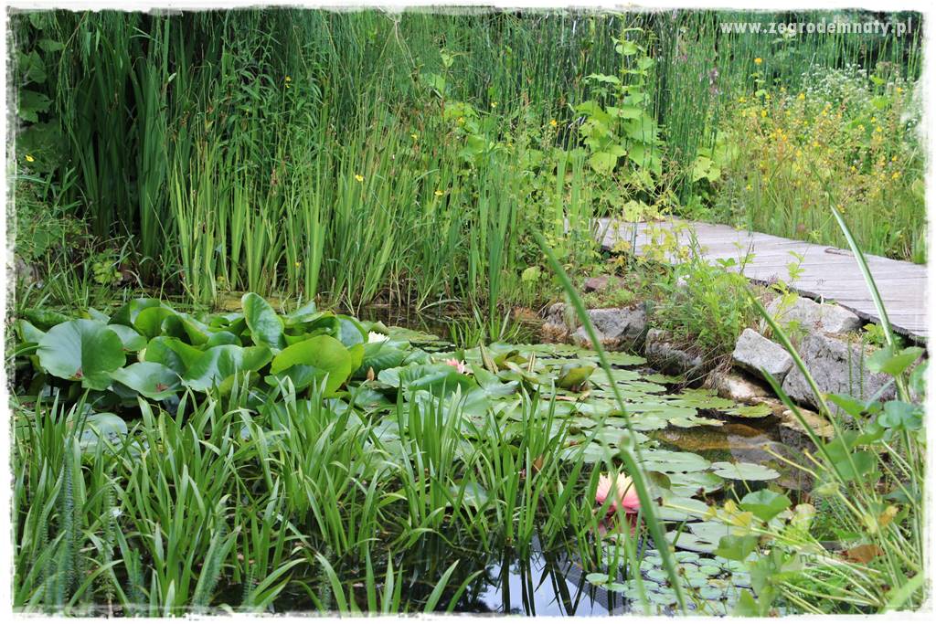 Jak stworzyć ogród ekologiczny 24 Jak stworzyć ogród ekologiczny 24