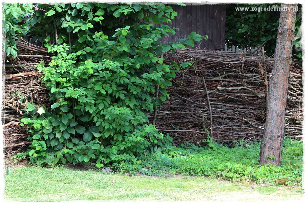 Jak stworzyć ogród ekologiczny 27 Jak stworzyć ogród ekologiczny 27