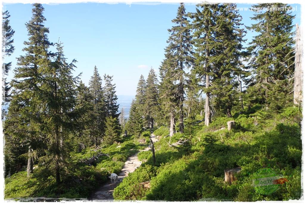 Jak stworzyć ogród ekologiczny 3 Jak stworzyć ogród ekologiczny 3