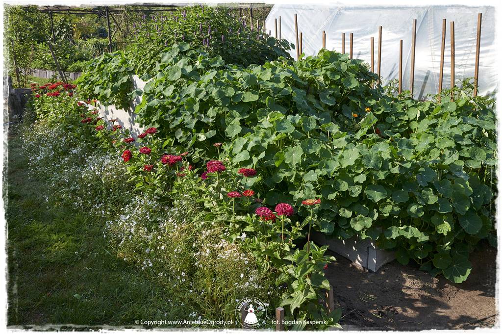 Jak stworzyć ogród ekologiczny 30 Jak stworzyć ogród ekologiczny 30