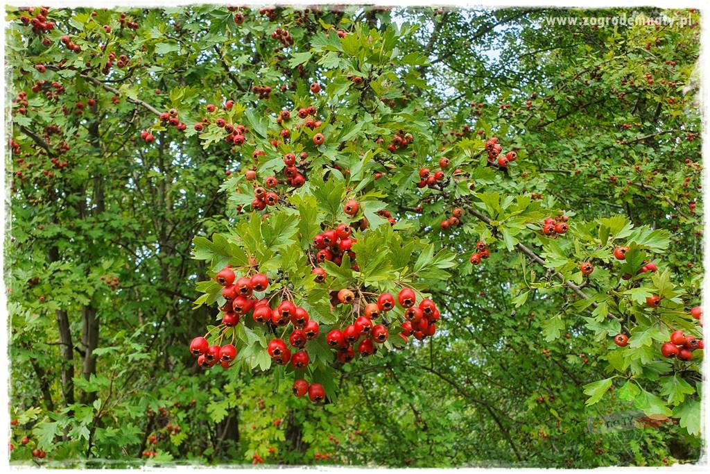 Jak stworzyć ogród ekologiczny 31 Jak stworzyć ogród ekologiczny 31