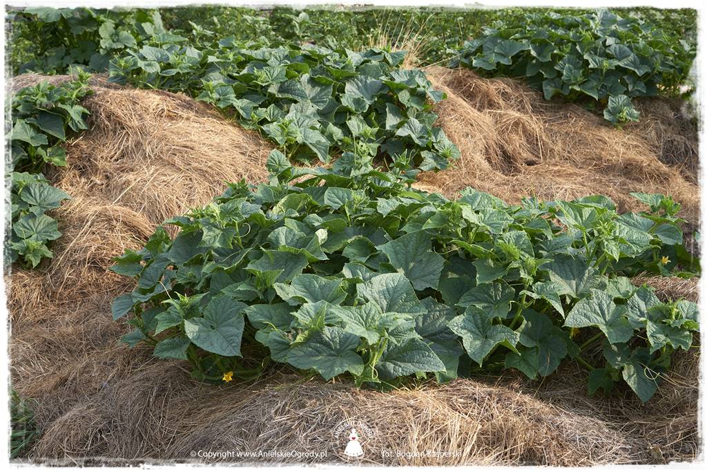 Jak stworzyć ogród ekologiczny 32 Jak stworzyć ogród ekologiczny 32