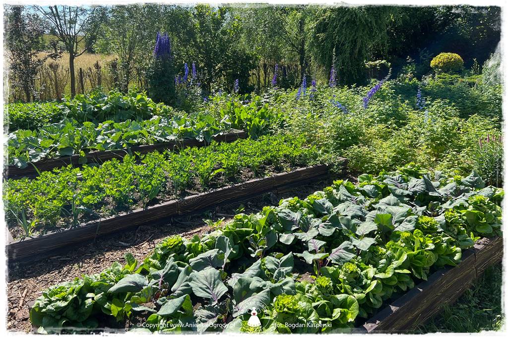 Jak stworzyć ogród ekologiczny 34 Jak stworzyć ogród ekologiczny 34