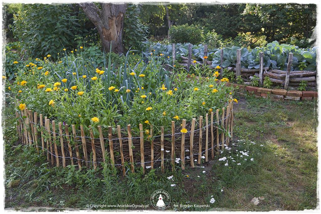 Jak stworzyć ogród ekologiczny 36 Jak stworzyć ogród ekologiczny 36