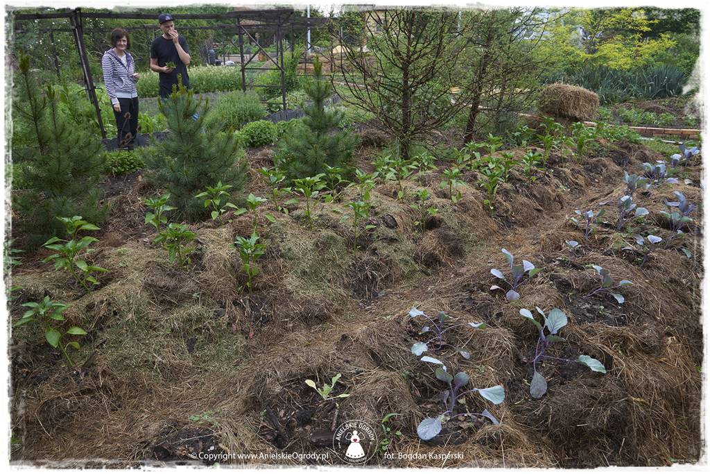 Jak stworzyć ogród ekologiczny 39 Jak stworzyć ogród ekologiczny 39