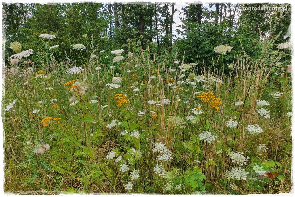 Jak stworzyć ogród ekologiczny 4 Jak stworzyć ogród ekologiczny 4
