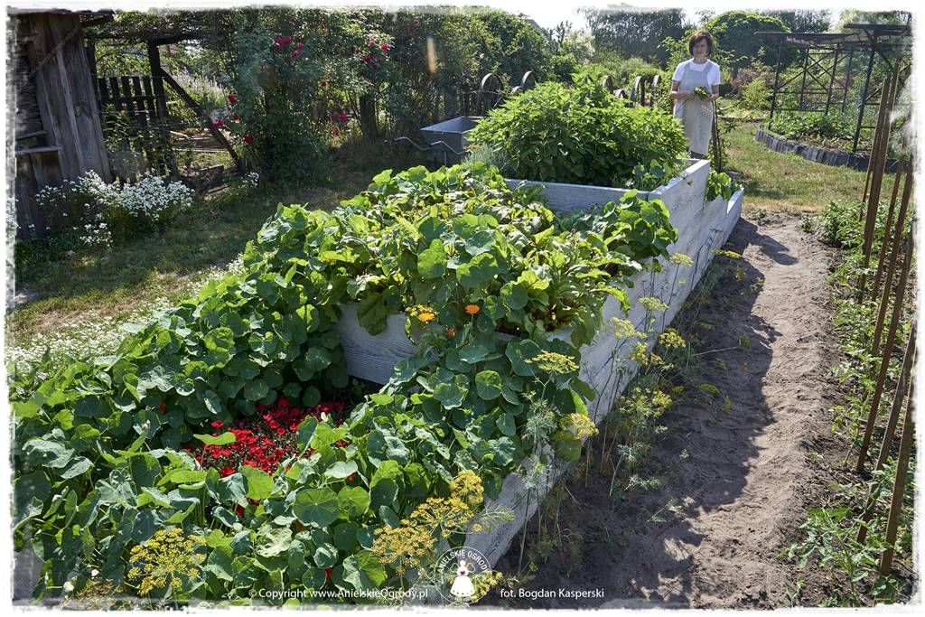 Jak stworzyć ogród ekologiczny 52 Jak stworzyć ogród ekologiczny 52