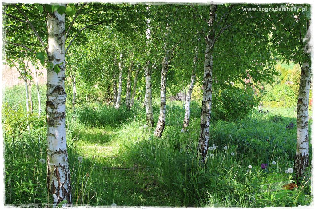 Jak stworzyć ogród ekologiczny 6 Jak stworzyć ogród ekologiczny 6